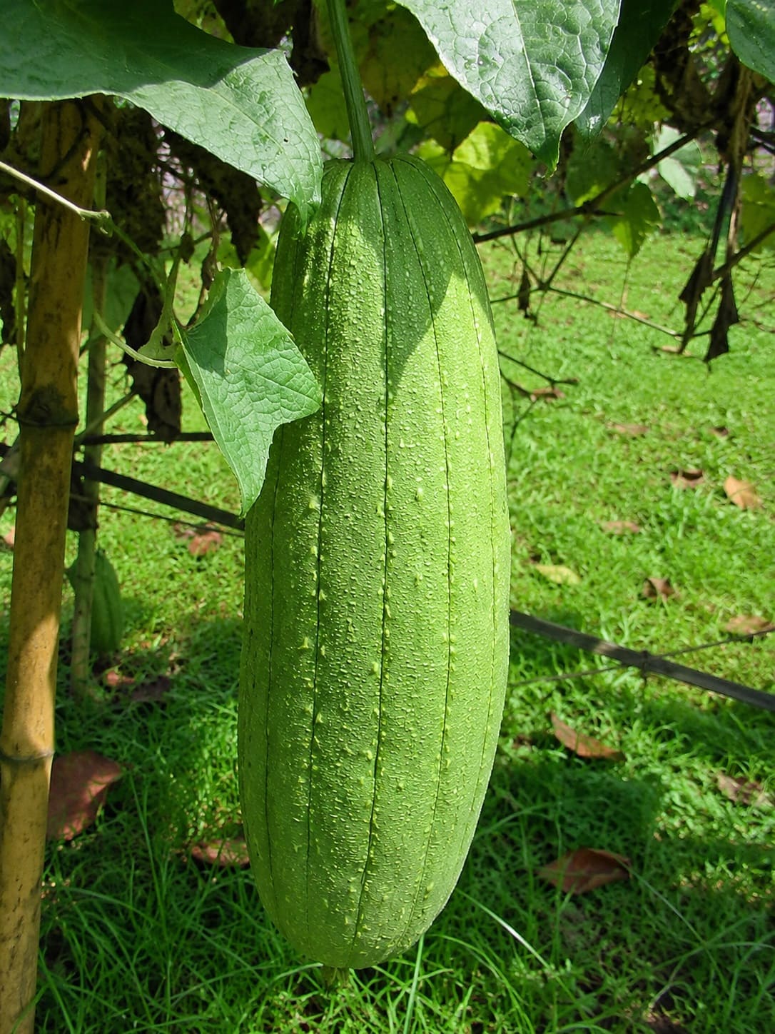 Smooth loofah