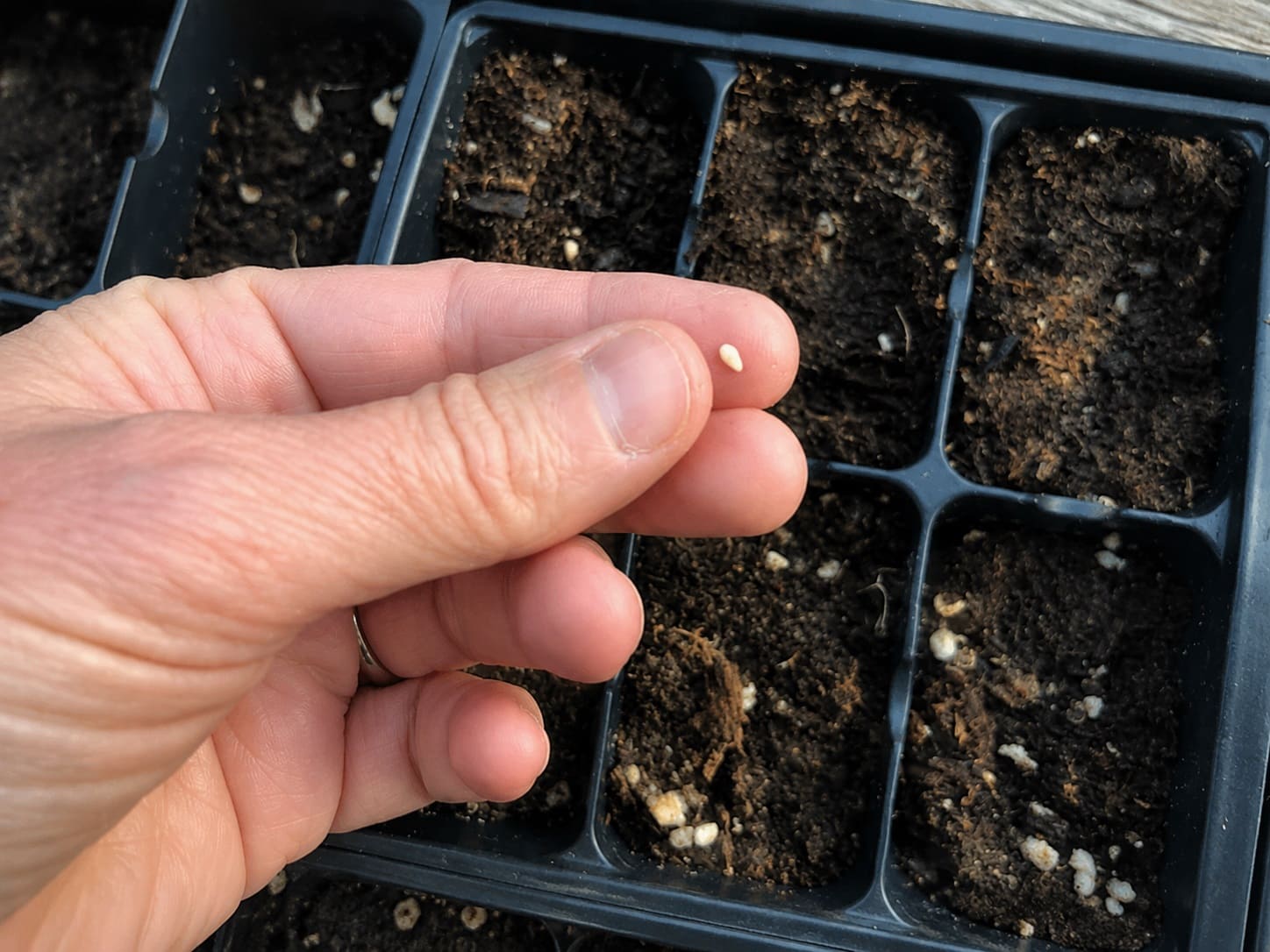 Starting cucamelons from seed