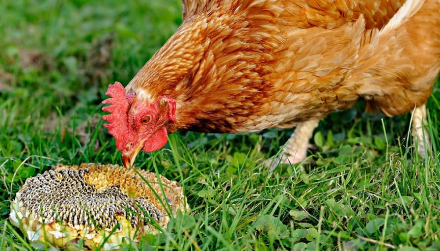 Can Chickens Eat Sunflower Seeds