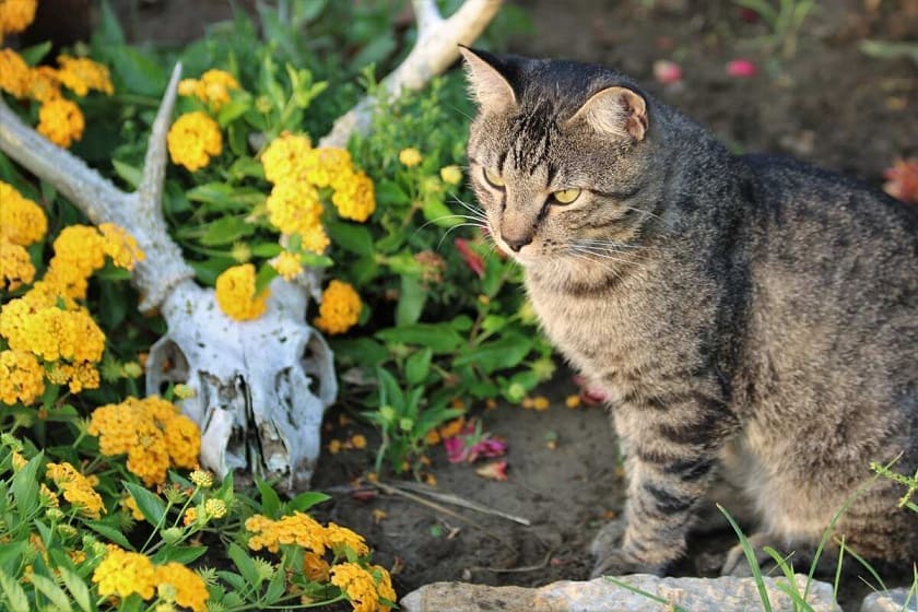 Cat-Friendly Garden