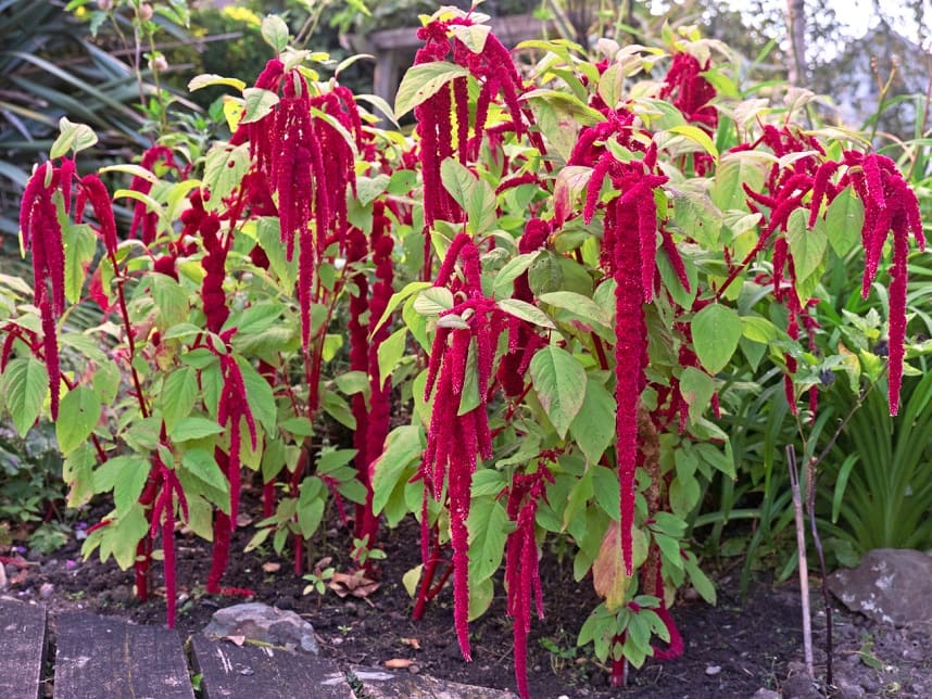 Growing Amaranth