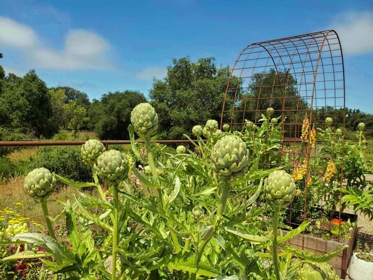 Growing Artichokes