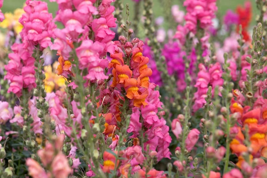 Growing Snapdragons