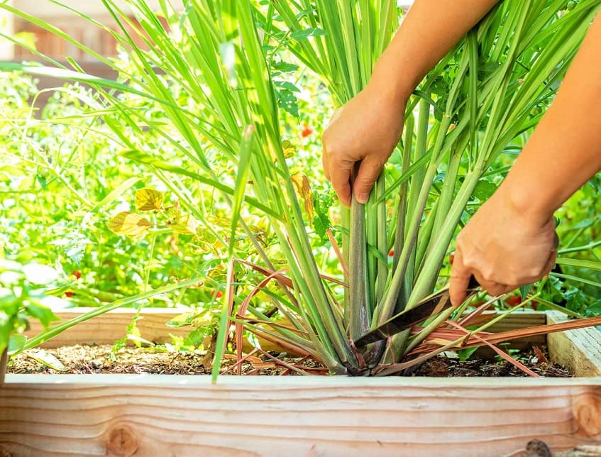 Harvesting Lemongrass