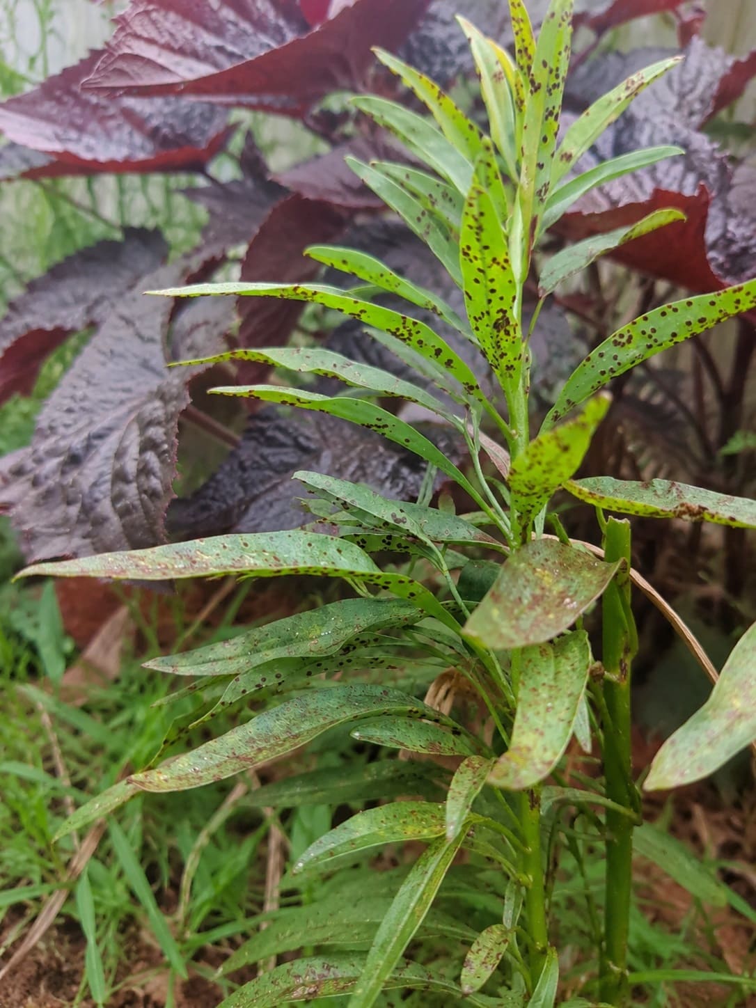 Snapdragon rust