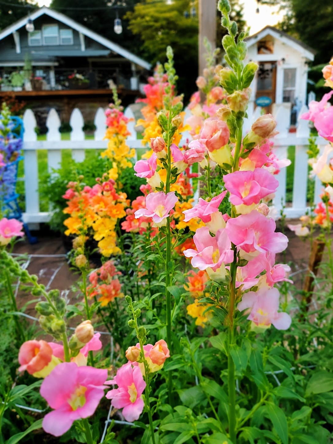 Snapdragons