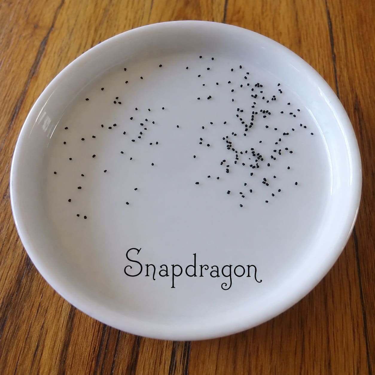 Starting Snapdragons From Seed