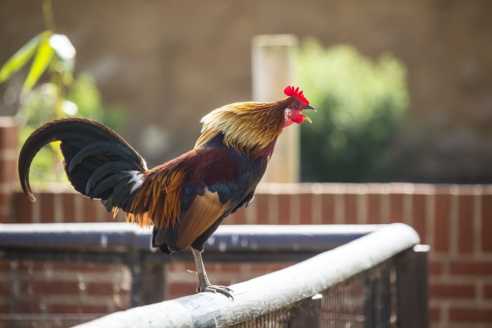 Understanding Rooster Crows