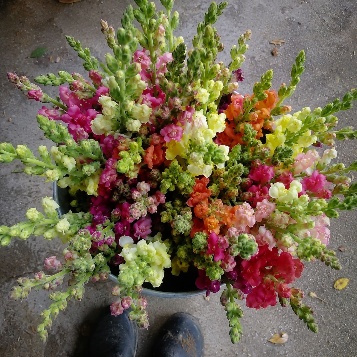 harvesting Snapdragons