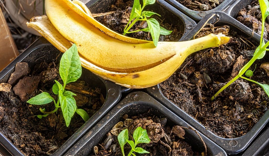 Banana Peels in Gardening