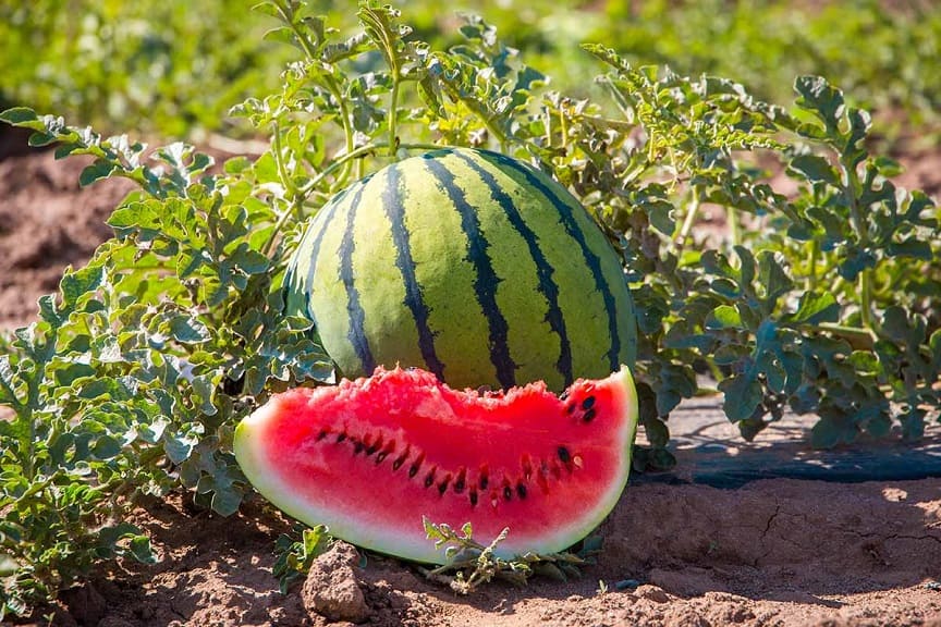 Choosing Ripe Watermelons