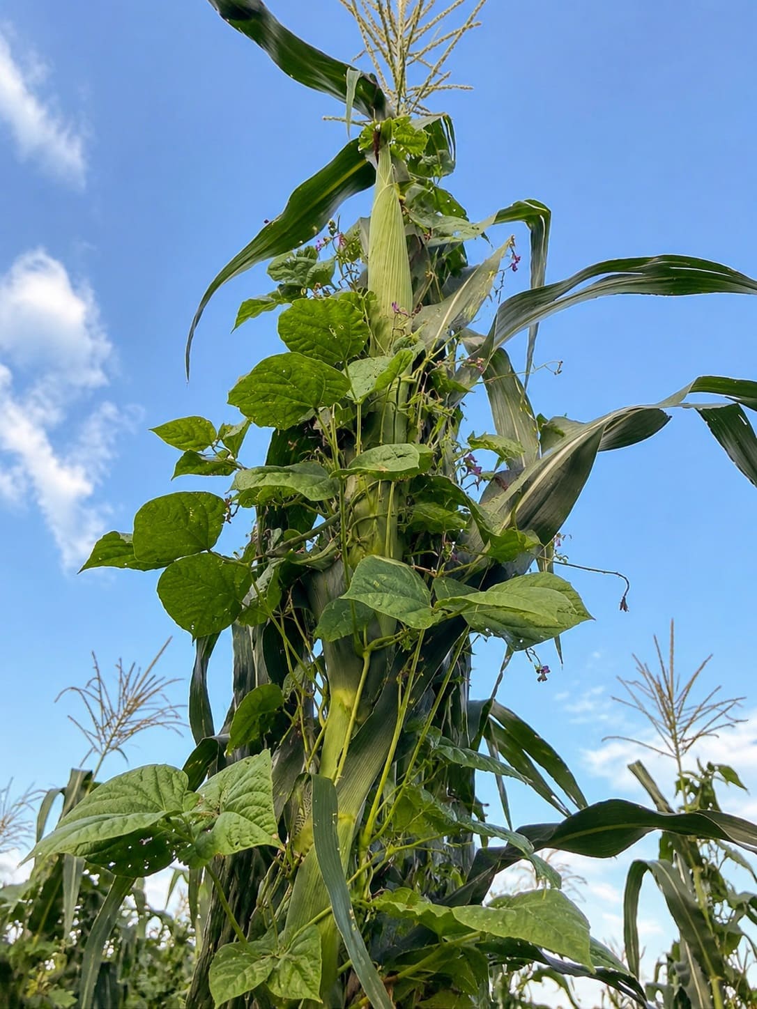 Choosing Your Corn & Beans For a Three Sisters Garden
