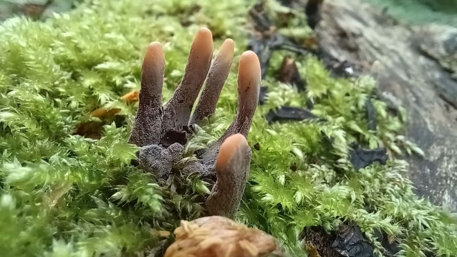 Dead Man's Fingers Fungi