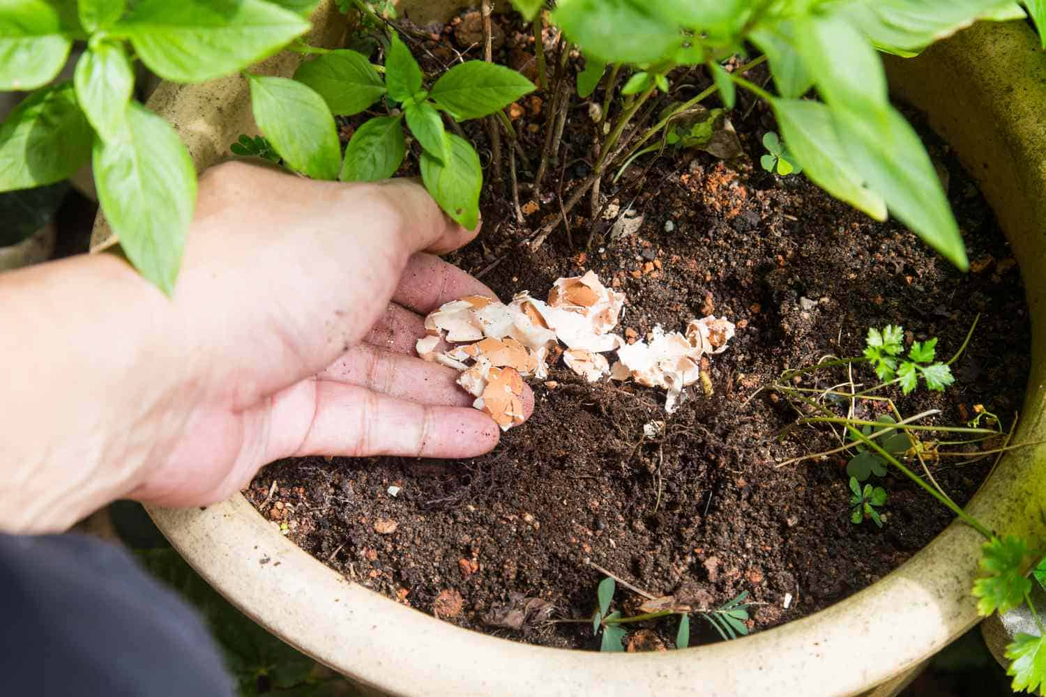 Eggshells in Gardening