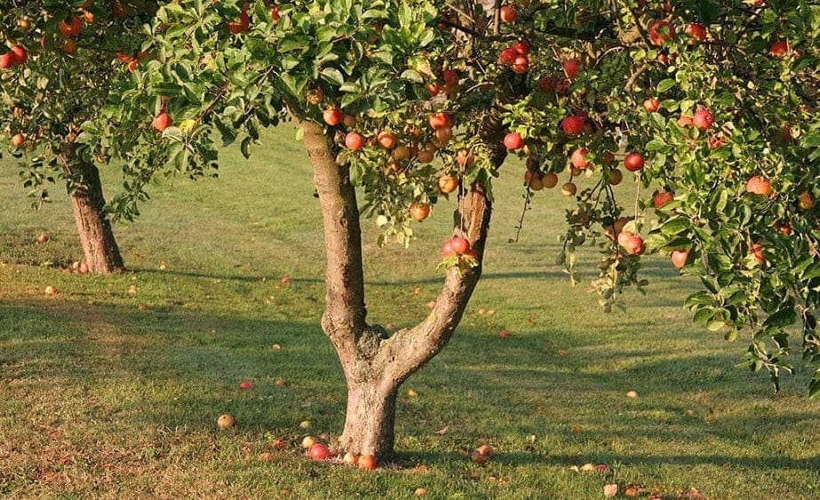 How to Grow Apple Trees