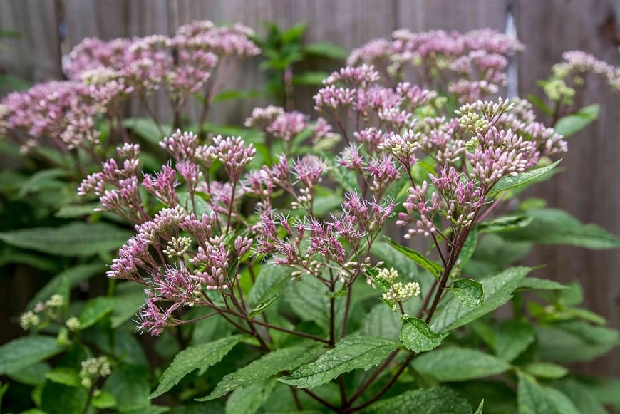 How to Plant, Grow and Care for Joe Pye Weed