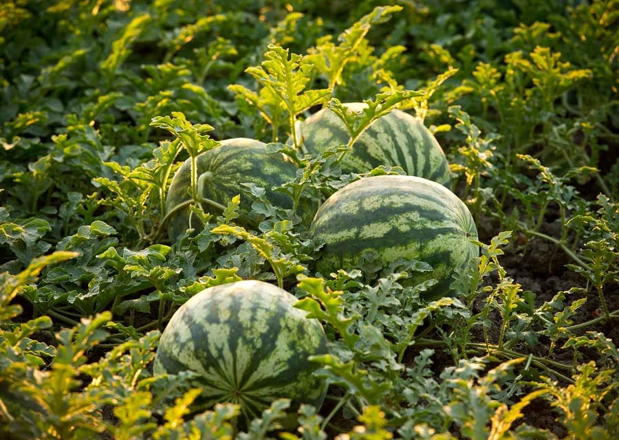 How to Grow Watermelons