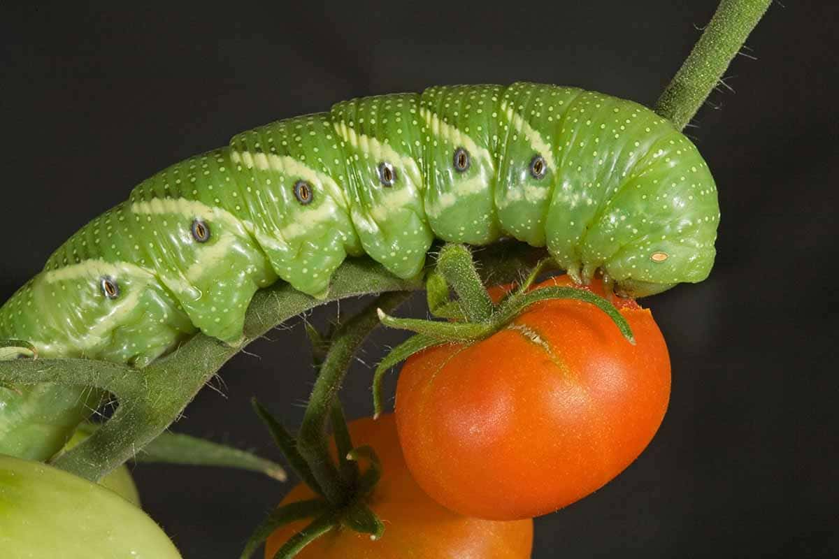 Identifying and Controlling Tomato Hornworms