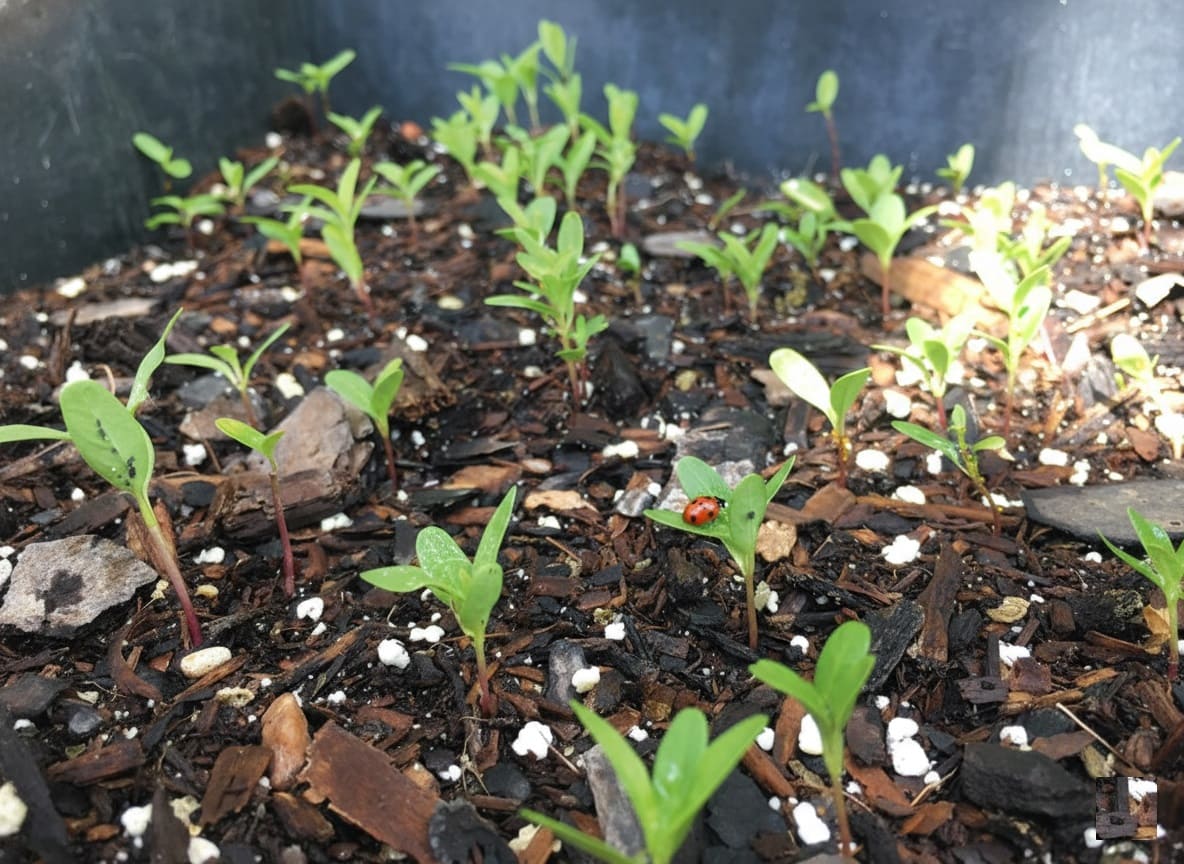 Milkweed sprouts
