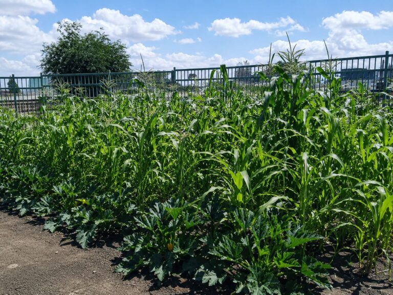 How to Grow a Three Sisters Garden (Corn, Beans & Squash)
