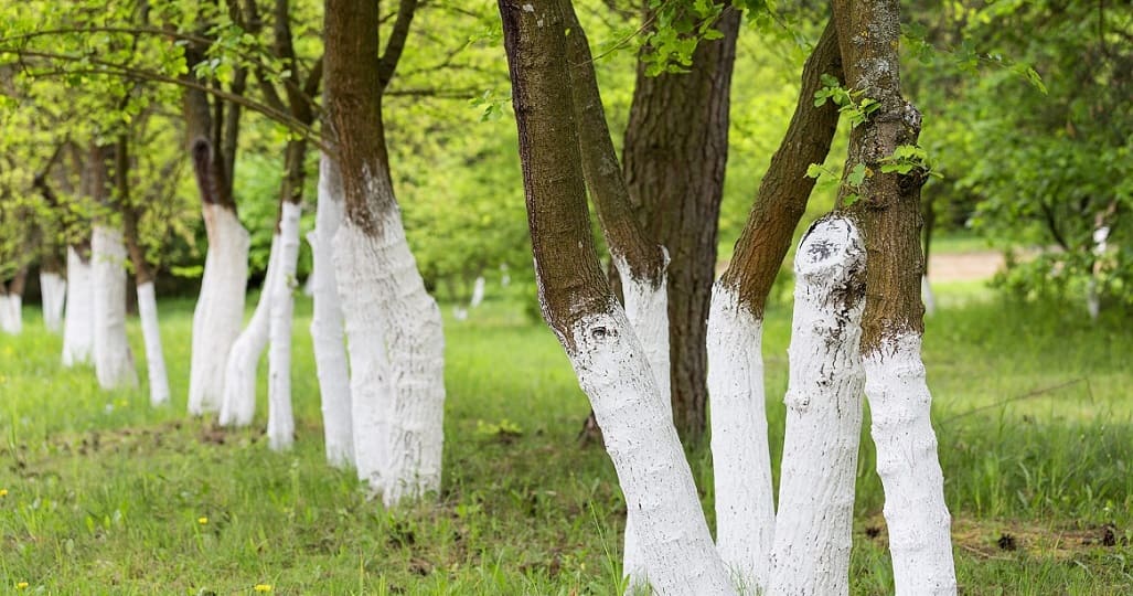 Why Paint Tree Trunks White