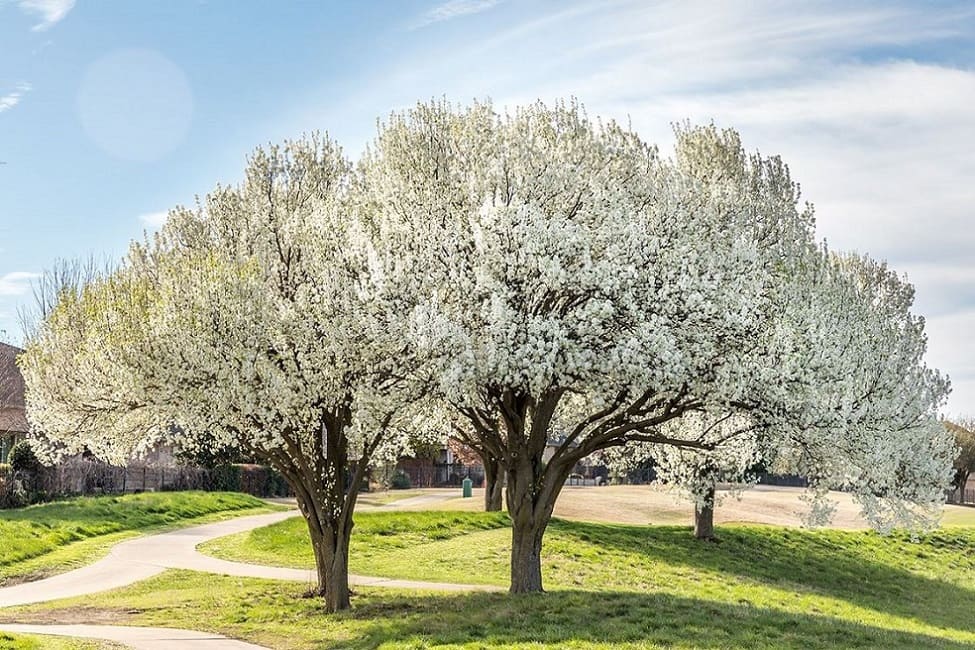 Bradford Pear Trees