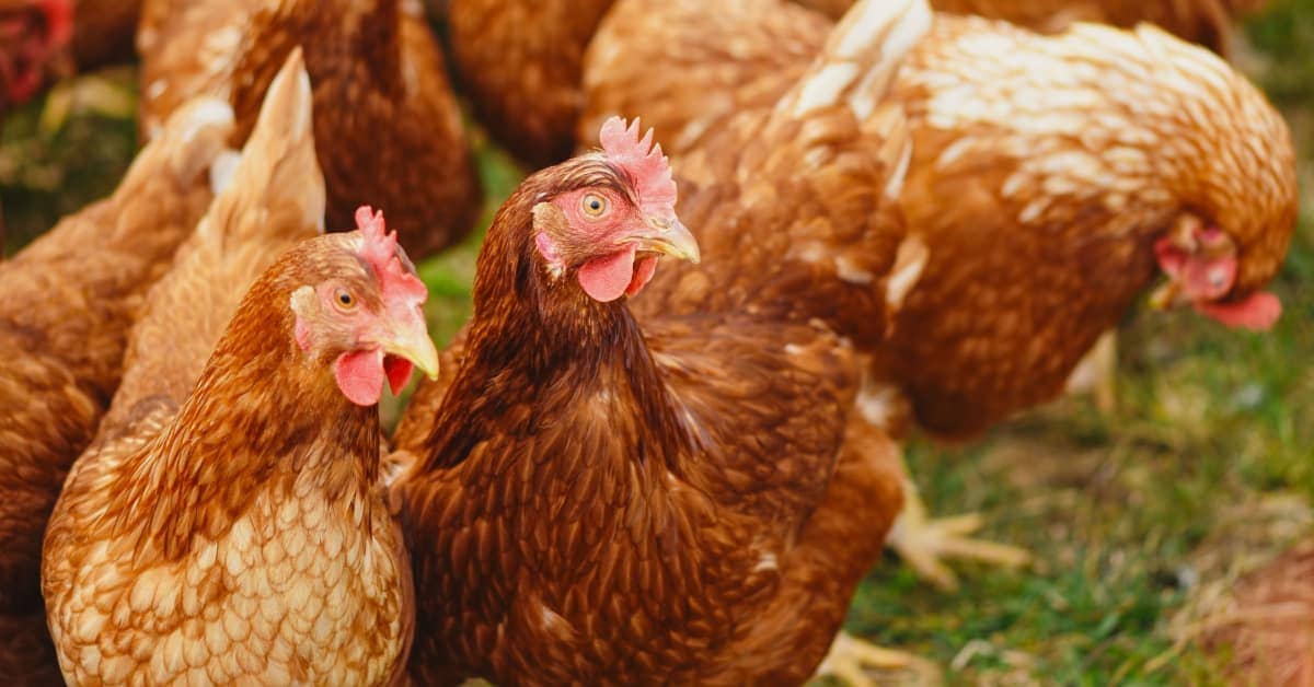 Egg-Laying Chicken Breeds