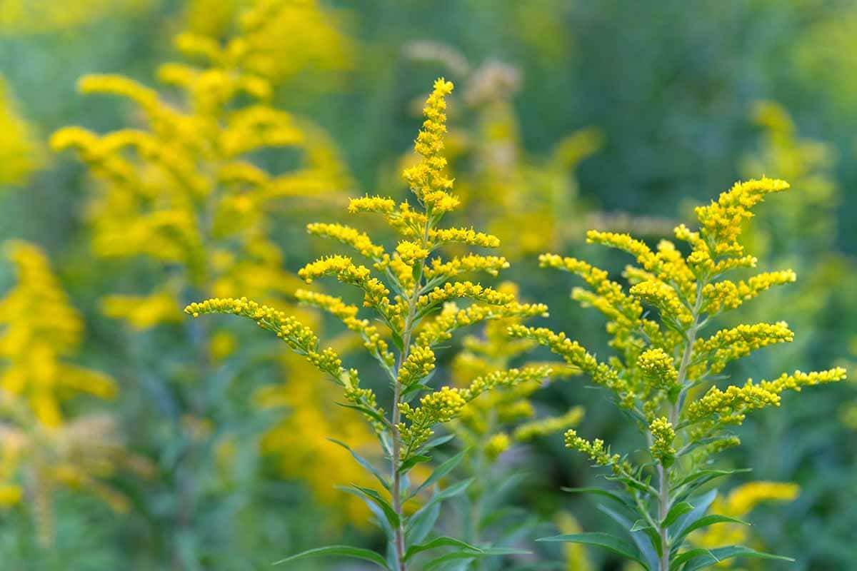 Goldenrod 101