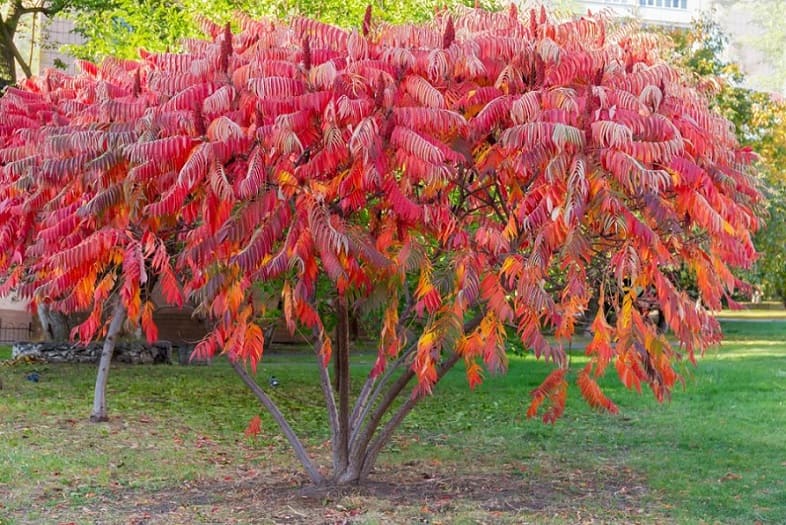 Growing Sumac in Your Garden