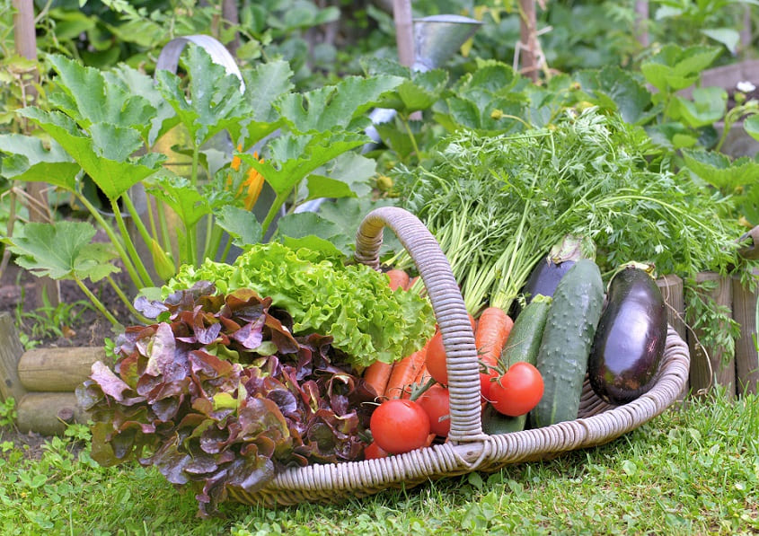 Harvesting Vegetables