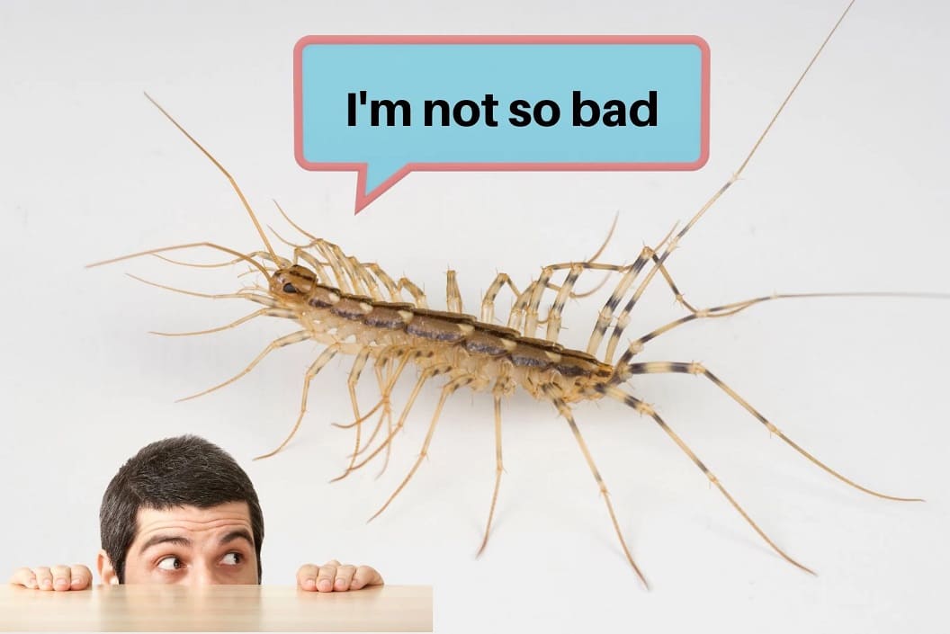 House Centipede