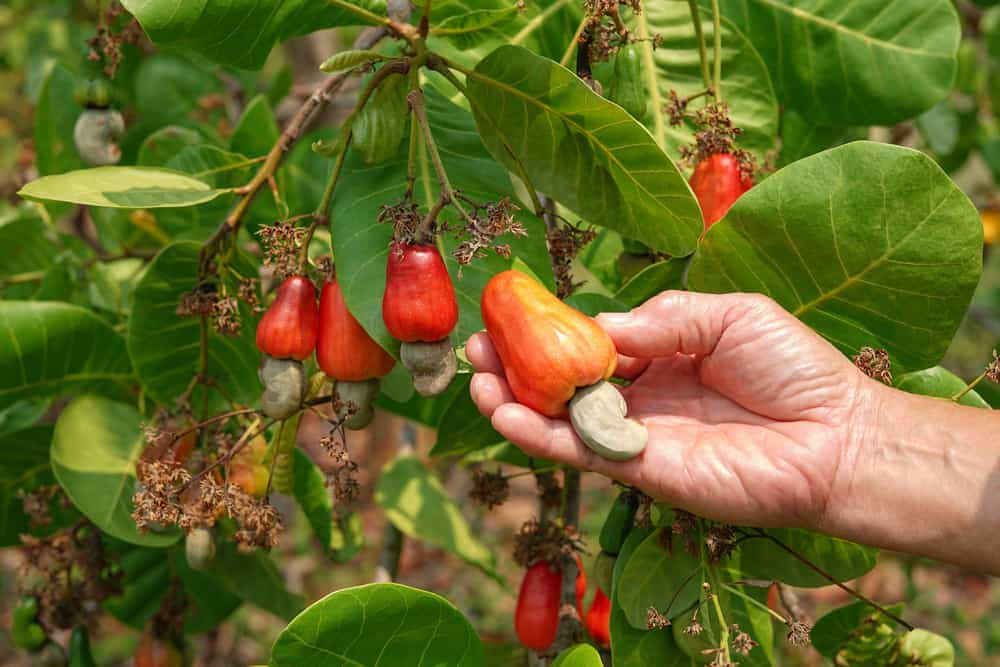 How to Grow Cashew Trees