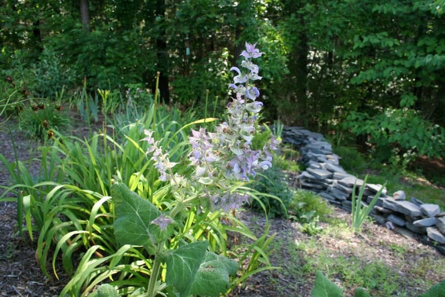 How to Grow Clary Sage