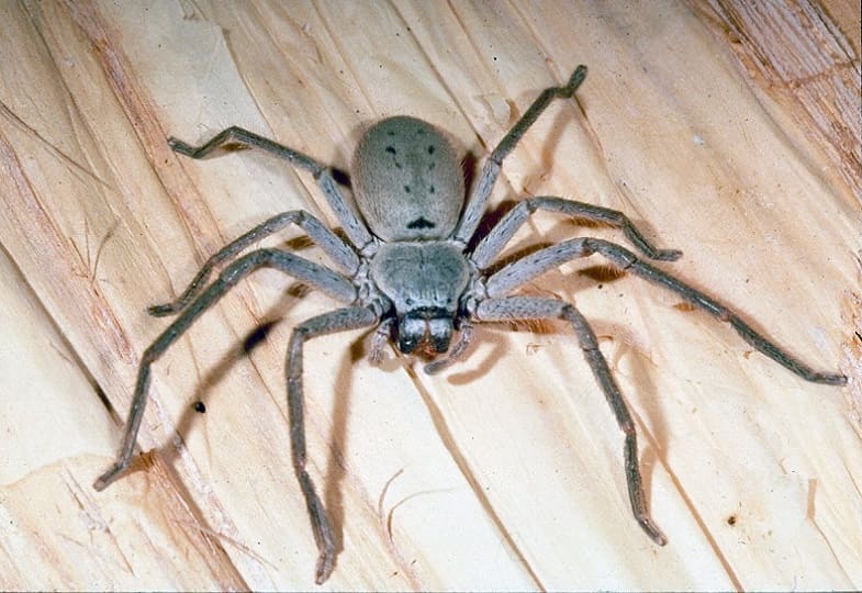 Huntsman Spiders