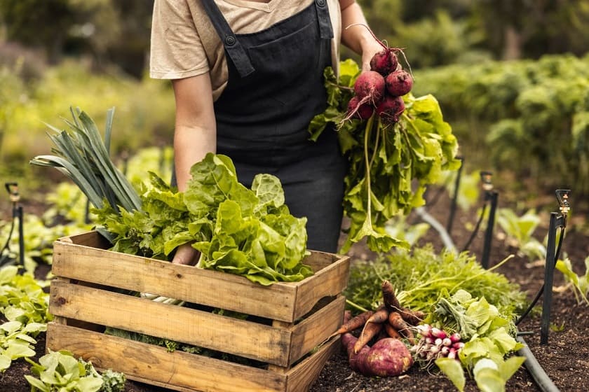 Self-Sustaining Garden