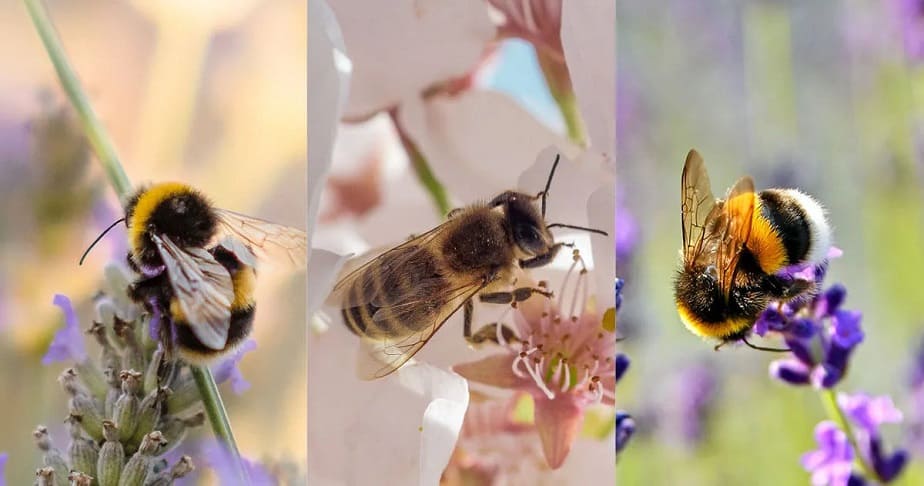 types of bees