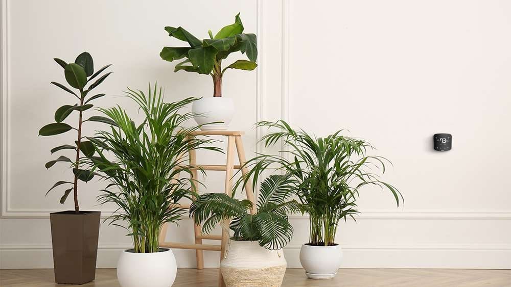 Air-Purifying Indoor Plants