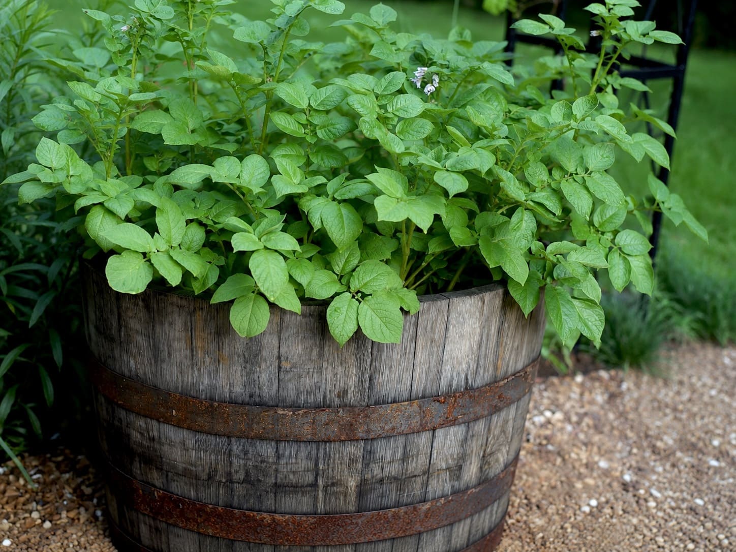 Caring For Potatoes in Containers
