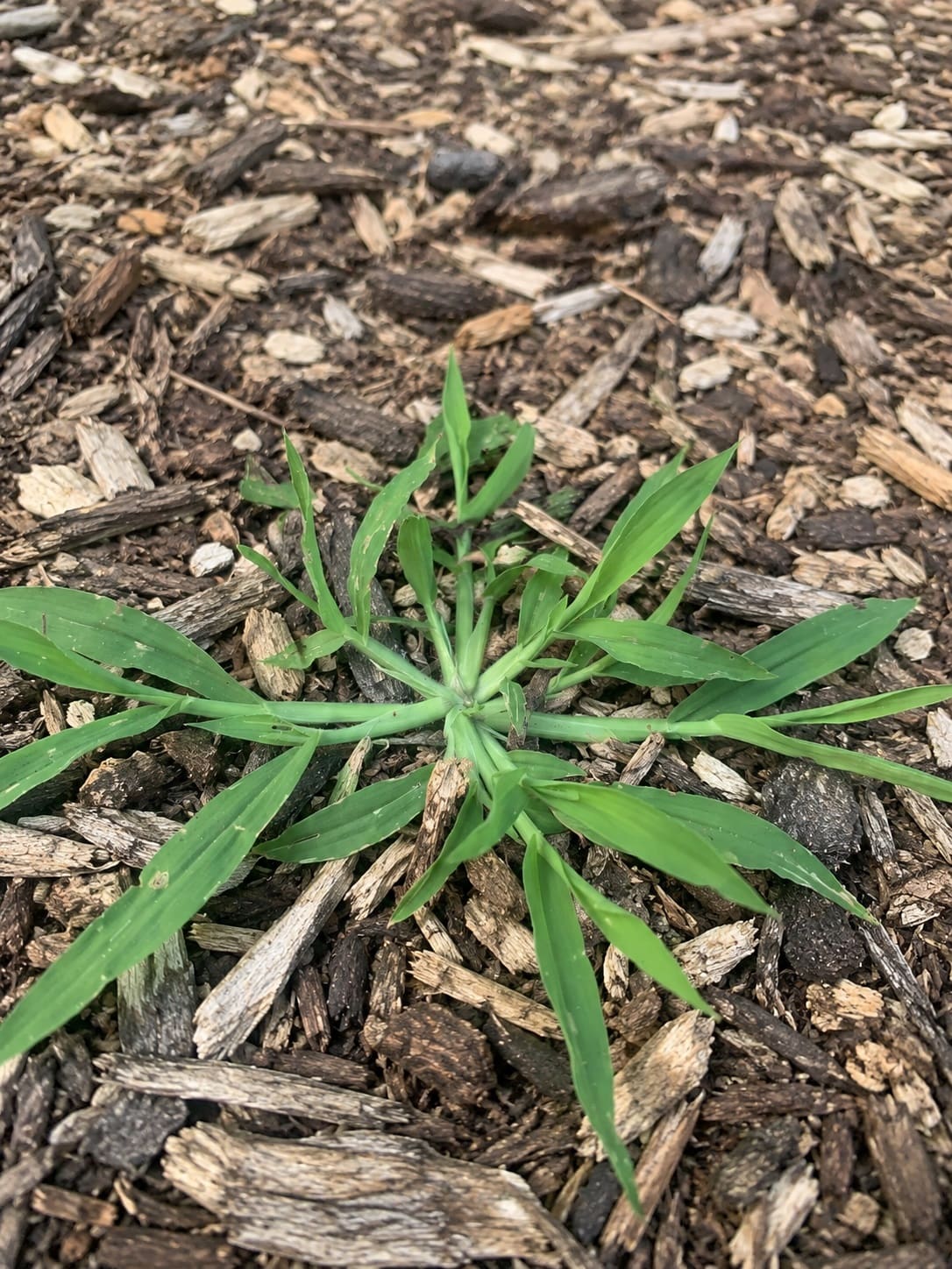 Crabgrass