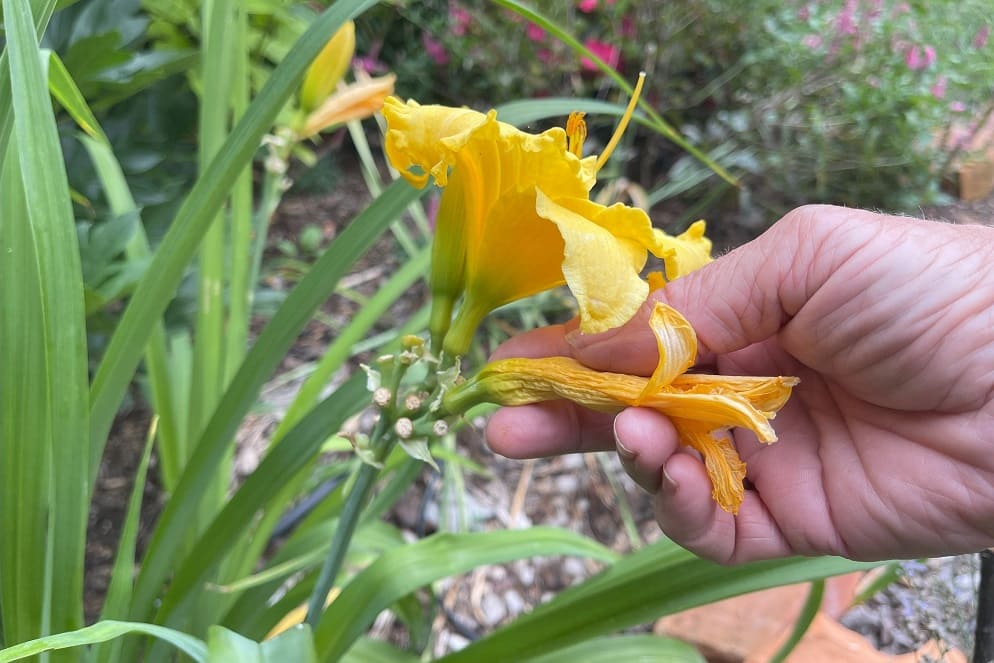 How and Why to Deadhead Daylilies