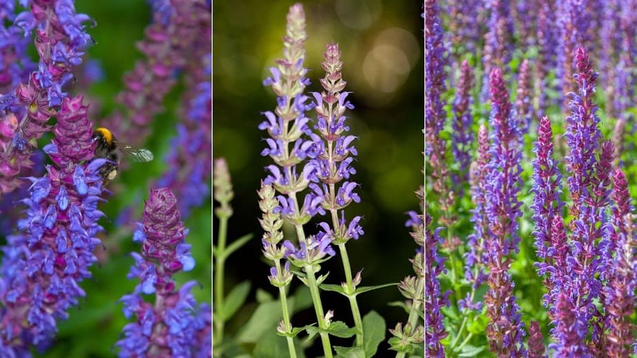 How to Deadhead Salvia