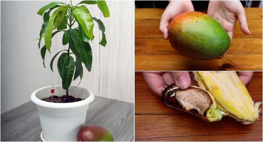 How to Grow a Mango Tree from Seed