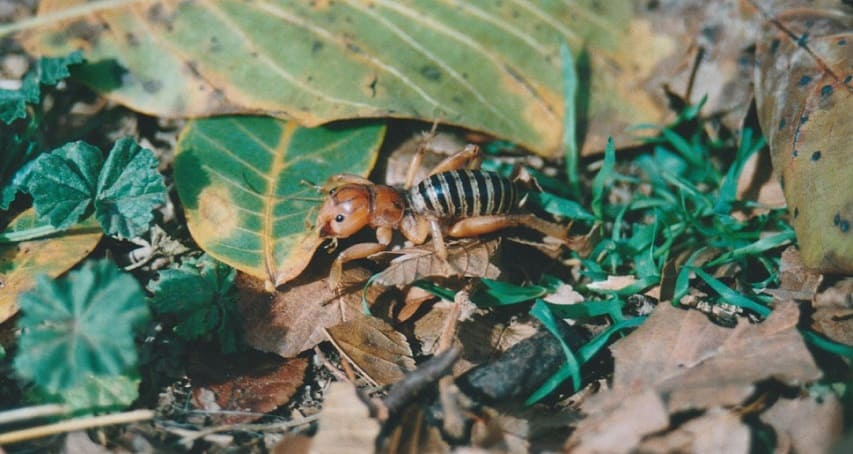 Jerusalem Cricket