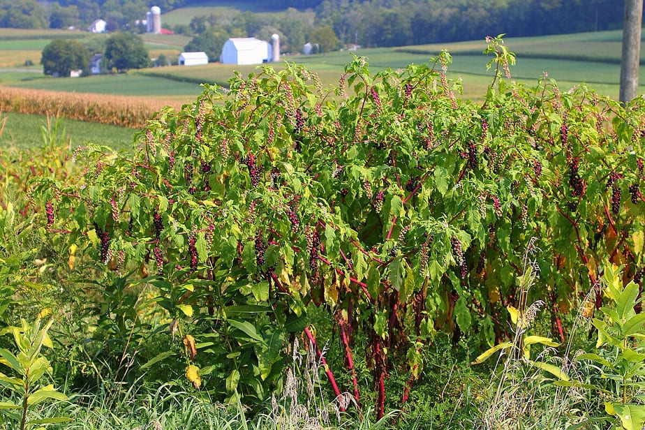 Pokeweed in Gardens