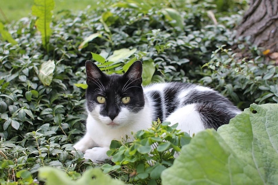 Stop Cats Pooping in Your Garden