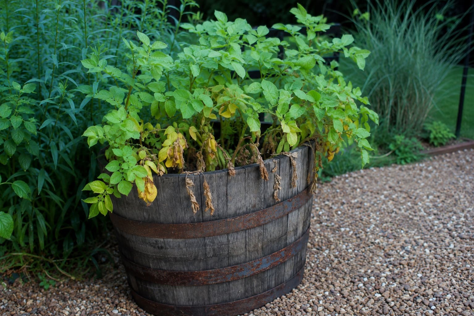 When to harvest Potatoes in Containers