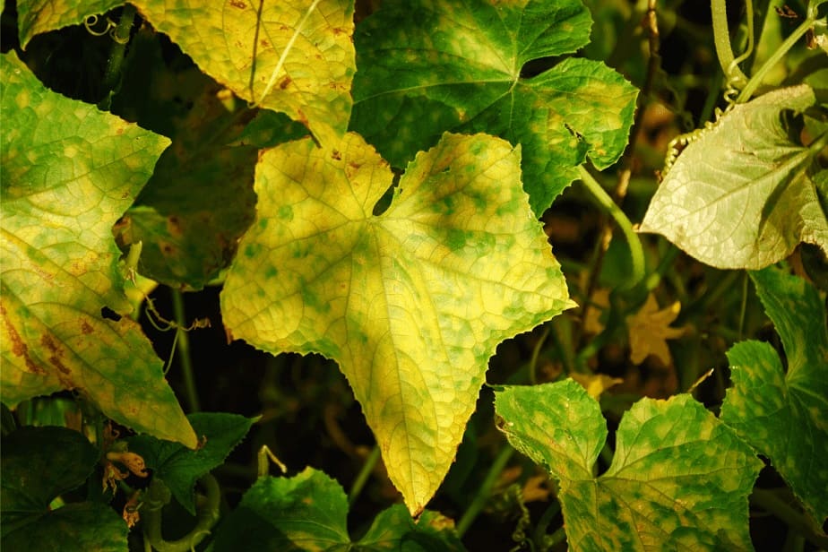 Why Are My Cucumber Leaves Turning Yellow