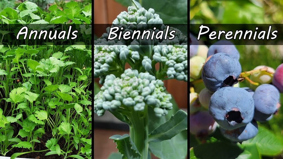 Annuals, Perennials, and Biennials