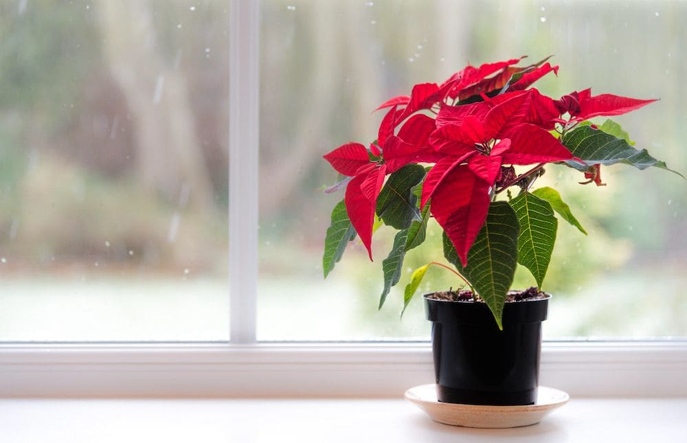 How to Care for Poinsettias