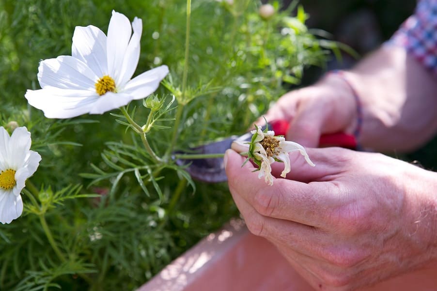 How to Deadhead Cosmos